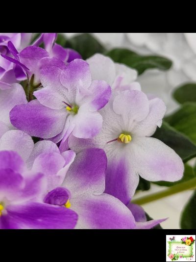 LV-Кирюша (Л. Шевелева) 2022 г. трейлер (пасынок посажен 15.08.25)