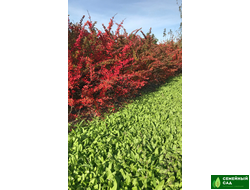 Барбарис Тунберга "Atropurpurea" (Атропурпуреа)