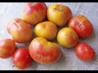 Томат Медовое авеню (Honey avenue)