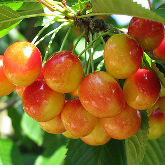 Черешня "Гостинец" (среднепоздняя), ОКС