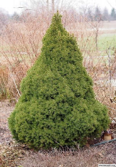 Ель сизая Коника