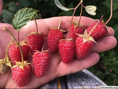 Малина Малиновая Гряда ремонтантная