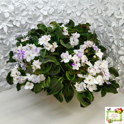 LV-Яночка (Л. Шевелева) 2023 г. трейлер (клакамас с кроновой пестролистностью)