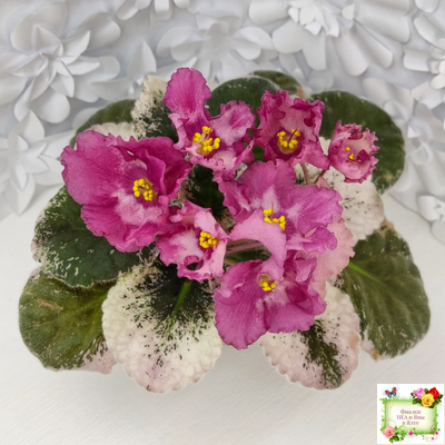 Aftershock (P. Sorano)