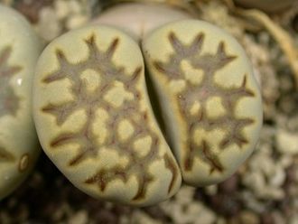 Lithops julii ssp.fulleri v.brunnea C179 (MG) - 10 семян