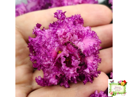 БР-Сочная Ягодка Люкс (С. и Н. Буркацкие) 2022 г.