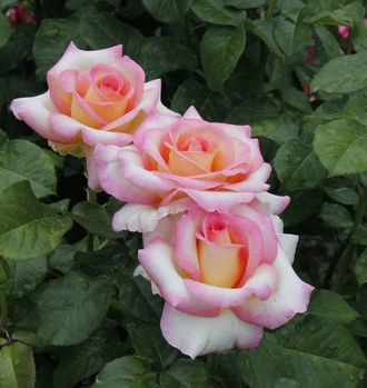 Персепшн (Perception ), Ч/Г, Harkness