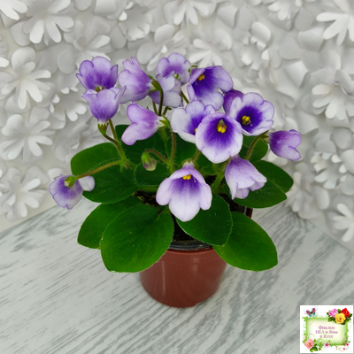 ЛЕ-Котенок Гав (Е. Лебецкая)