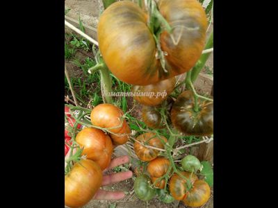 Томат Kozula 179 (Zebra Zolta /Volta , Польша)