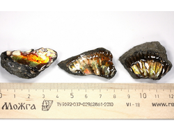 Аммолит, коллекционный образец в ассортименте, Канада (35-40 мм, 10-15 г) №27111