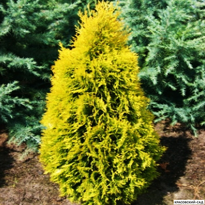 Туя Елоу Рибон