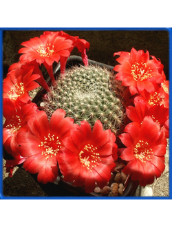 Rebutia sp. Vatter rote Bluete