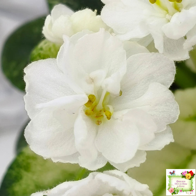 Scales White (Е. и Я. Немчиновы) 2025 г. (детка)