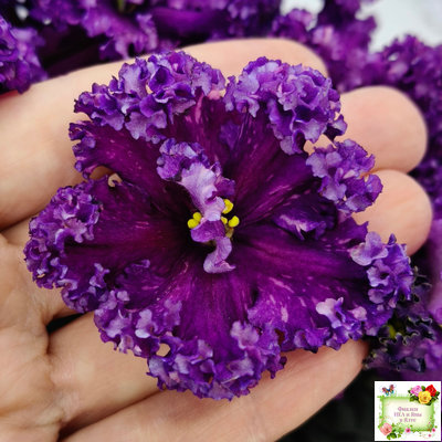 НД-Магнитная Аномалия Люкс (Н. Данилова-Суворова)