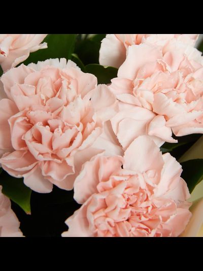 15 кремовых диантусов