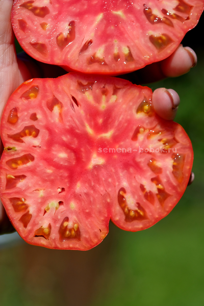 Томат Reduci (Ветеран), 10 шт