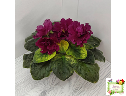 ЕК-Жара (Е. Коршунова) 2018 г.