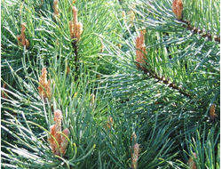 Сосна обыкновенная (Pinus sylvestris) Россия, лапки (5 мл) - 100% натуральное эфирное масло