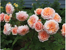 Версайни роза, ОКС