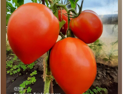 семена томаты "Фудзияма" 10 шт.
