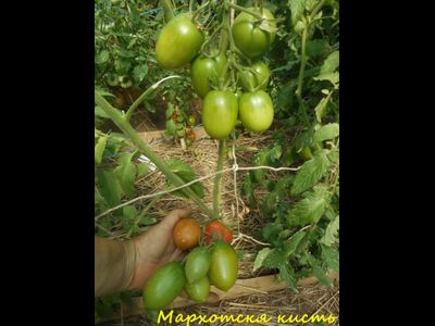 Томат Мархотская кисть (Мархотское гроно)