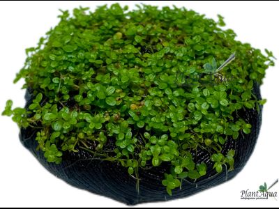 Хемиантус Куба на вабикусе