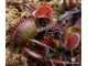 Dionaea muscipula Spotty