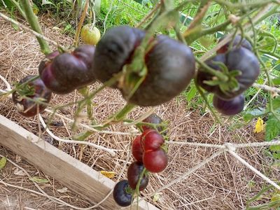 Томат Пленительный аметист