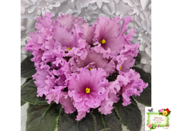 НК-Фанфан Тюльпан (Н.Козак) 2018 г. (лонг листва)