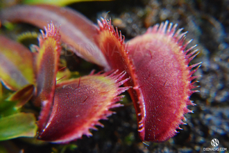 Dionaea muscipula Bohemian garnet