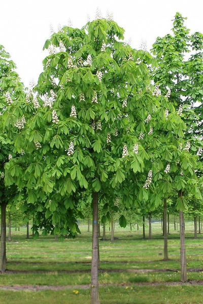 Каштан конский обыкновенный