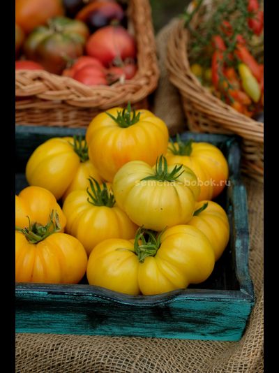 Томат CDOXCDH Б. Хортона, 10 шт