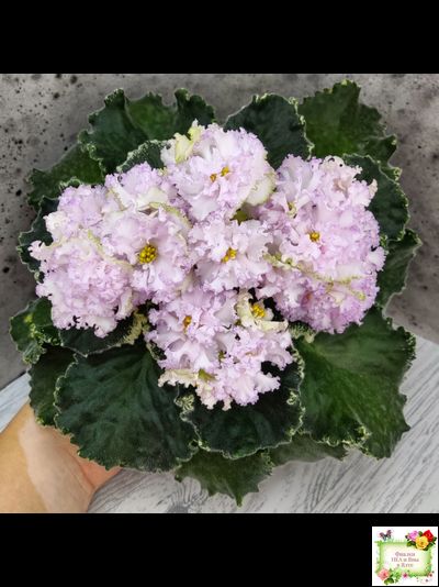 АВ-Богатая Невеста (Фиалковод) 2020 г.