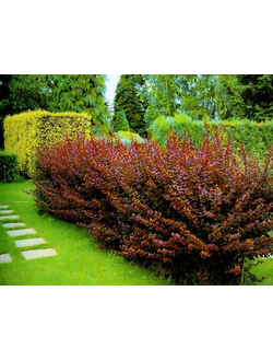 Барбарис Тунберга Atropurpurea