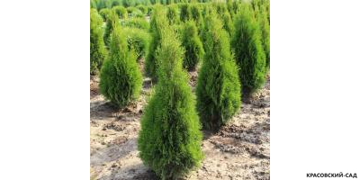 Туя Хурикейн - Hurricane