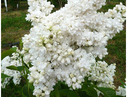 Сирень обыкновенная Сувенир Алисы Хардинг, C5