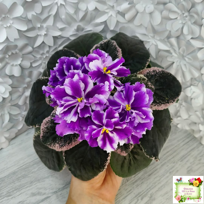 ВаТ-Морской Стиль (Т. Валькова) 2019 г.