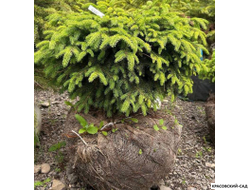 Ель Нидиформис Nidiformis