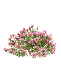 кусты Абелия крупноцветковая v01_a