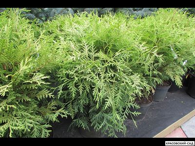 Туя Селена - Selena