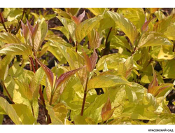 Дерен Ауреа - Aurea