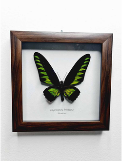 Птицекрыл Брука №1142