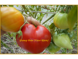 Томат Фатер Рейн (Vater Rhein, Германия)