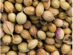 Кориандр (Coriandrum sativum) Россия, семена (5 мл) - 100% натуральное эфирное масло