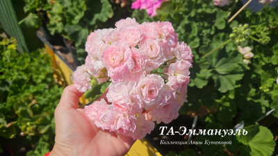 Пеларгония ТА-Эммануэль