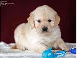 ПОМЕТ Е-2026 ОТ МАРГО & Пумбы. Голден ретривер мальчик ГОЛУБОЙ ошейничек, на фото 36 дней