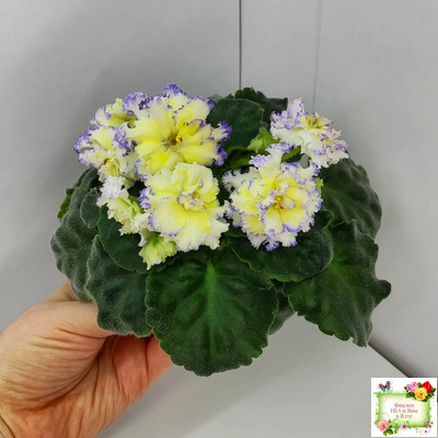 ЛЕ-Золото Нибелунгов (Е. Лебецкая) 2017 г.