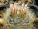 Mammillaria aureilanata - 10 семян