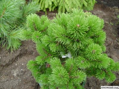 Сосна горная Петерле - Peterle