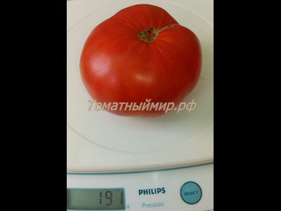 Томат Гном Кардинал Маура (Dwarf Maura’s Cardinal, США, Австралия)